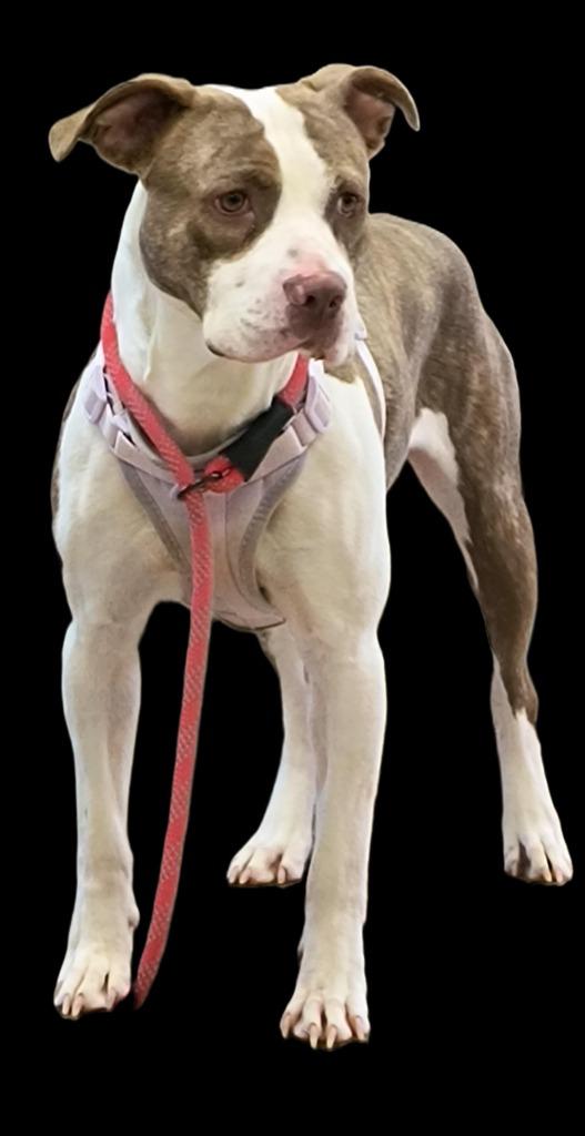 Enlarge Triton, a Adoptable mixed breed in Mocksville, NC image 2/3