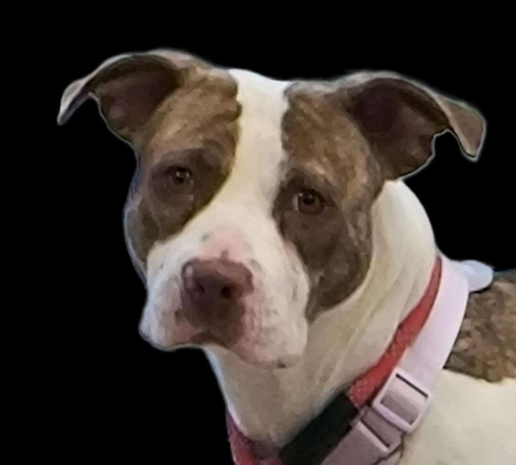 Enlarge Triton, a Adoptable mixed breed in Mocksville, NC image 3/3