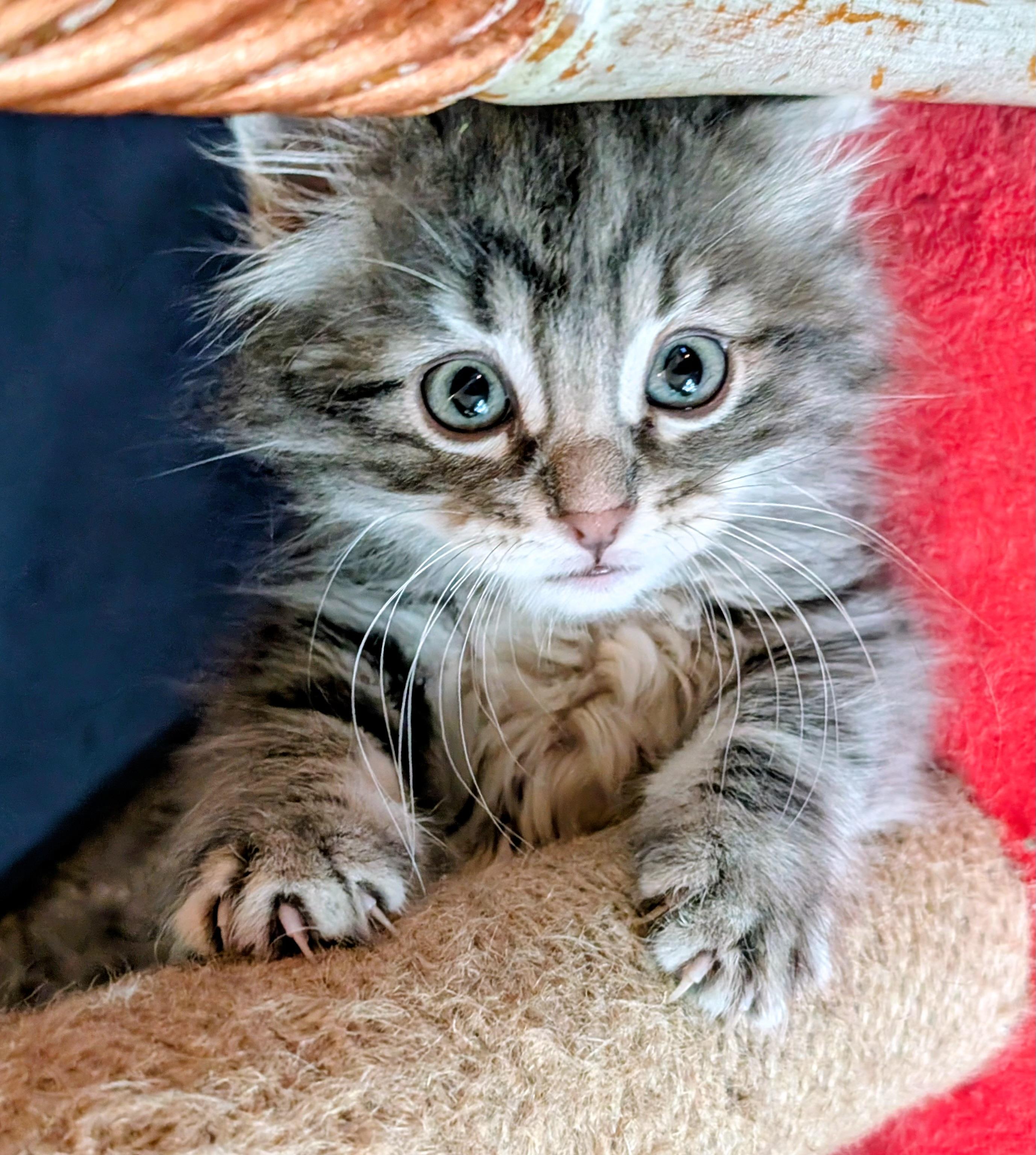 Tati, an adopted mixed breed in Midvale, UT image 2/2