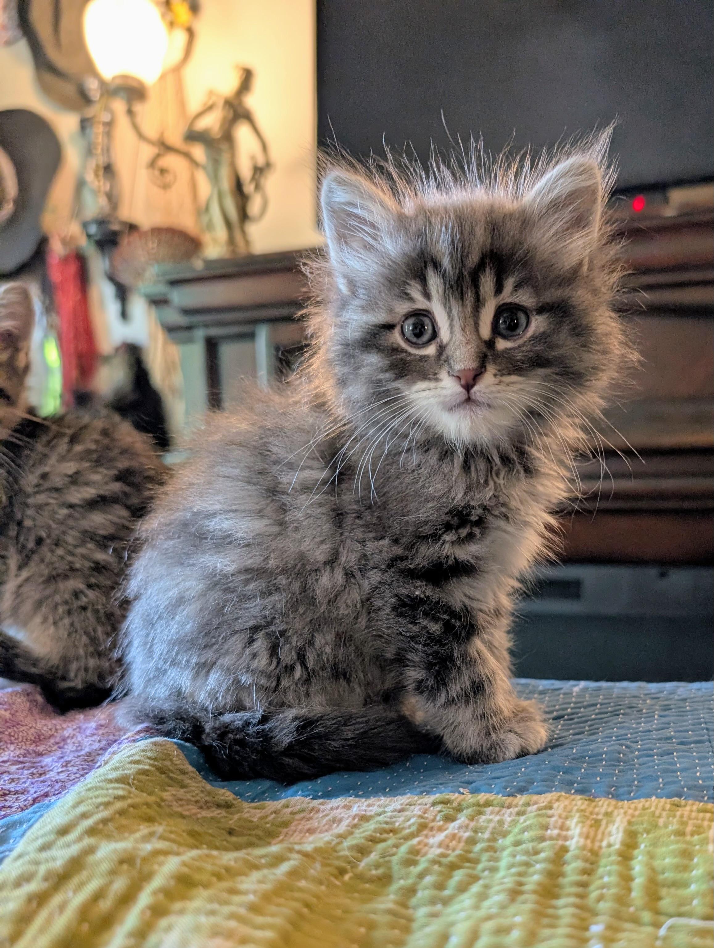 Tati, Adoptable, Kitten Male Domestic Long Hair & Tabby.