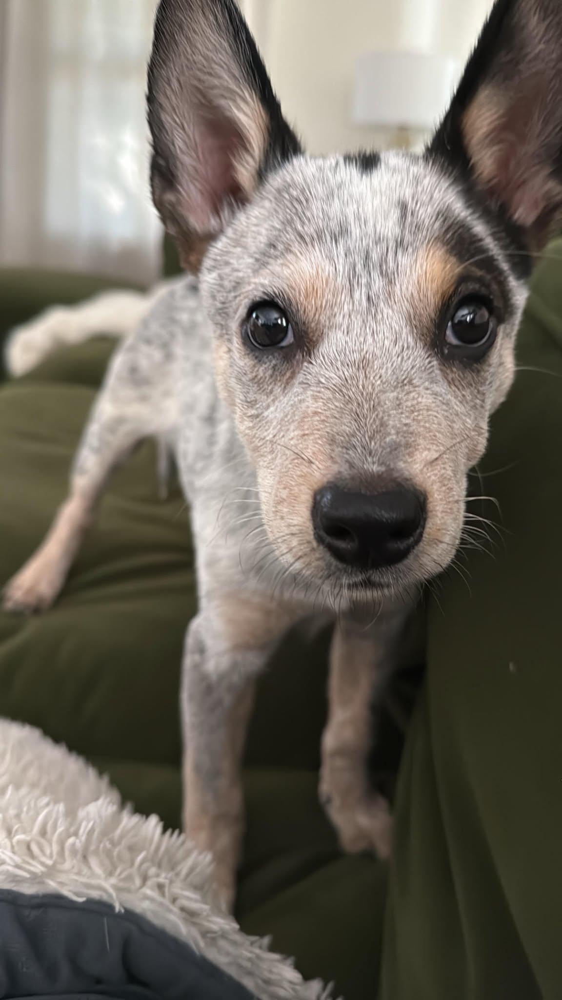 Enlarge Stella, a Adoption Pending mixed breed in Victor, NY image 2/6