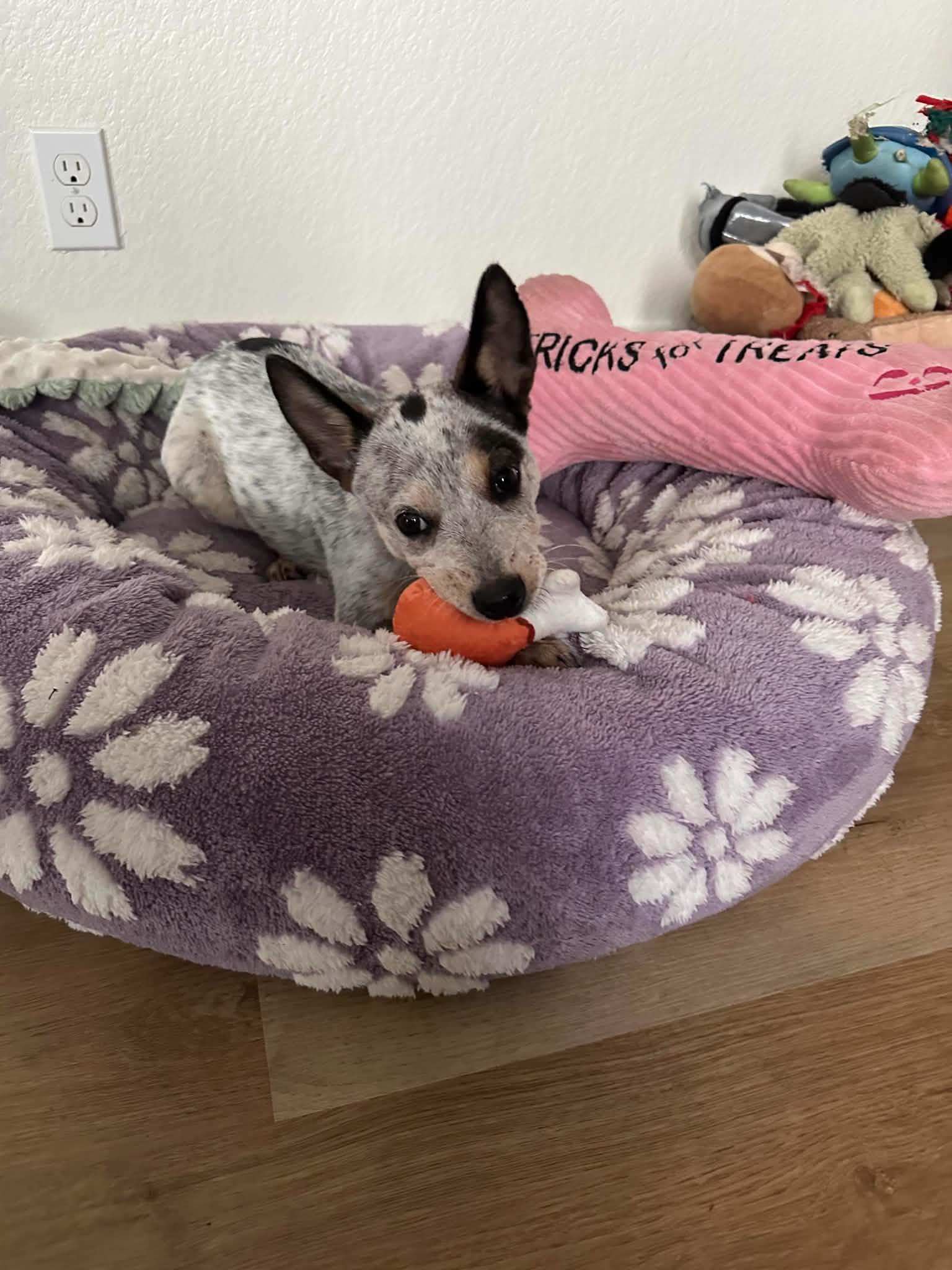 Enlarge Stella, a Adoption Pending mixed breed in Victor, NY image 5/6