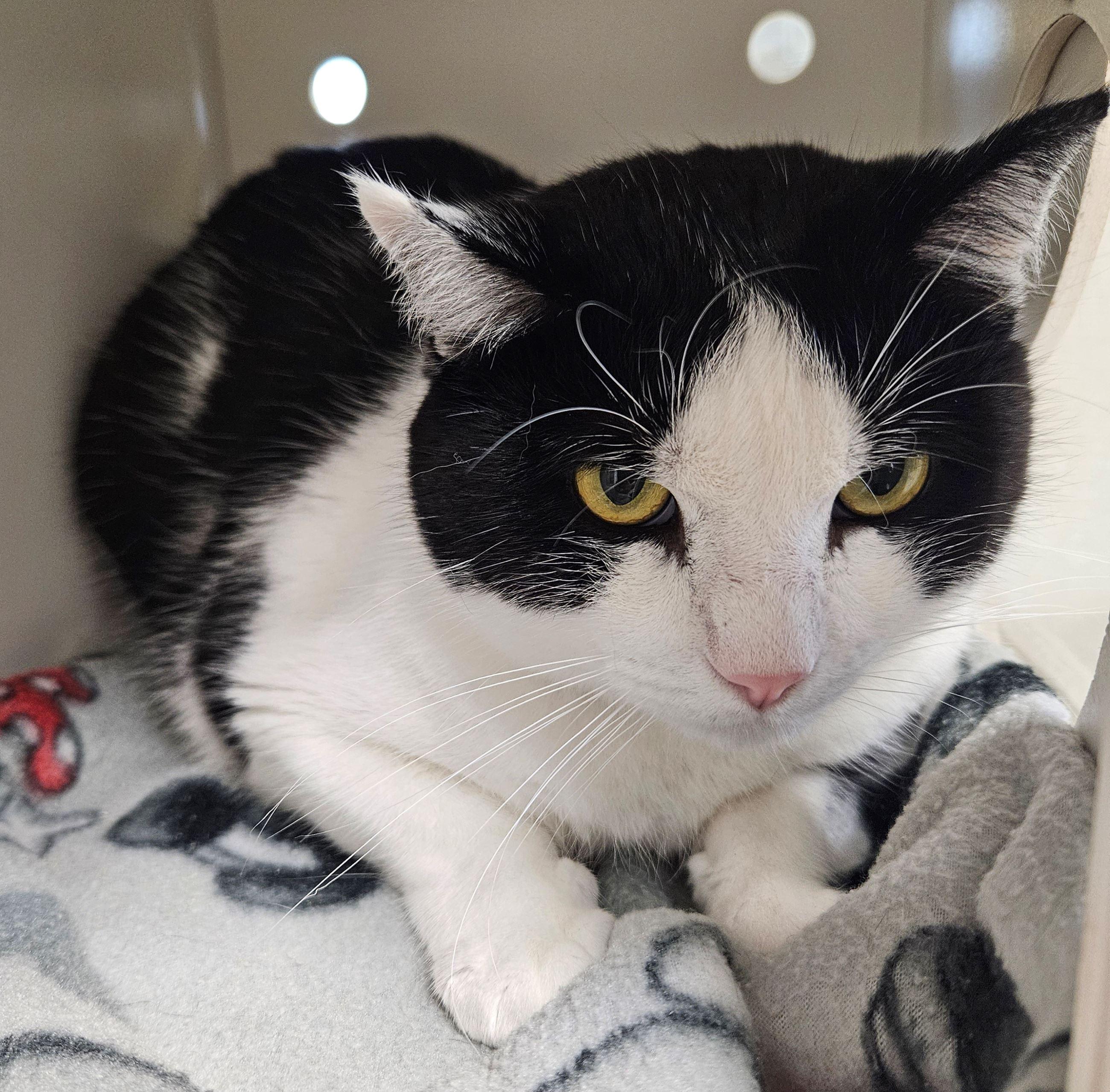 Iver, ADOPTABLE, Senior Male Domestic Short Hair.