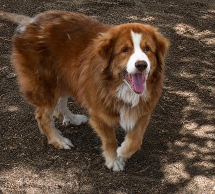 Enlarge Manfed, an adopted mixed breed in Inverness, FL image 2/2