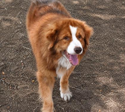Enlarge Manfed, an adopted mixed breed in Inverness, FL image 1/2