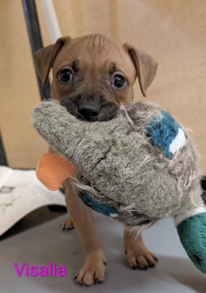 Visalia, Adoptable, Puppy Female Mixed Breed.