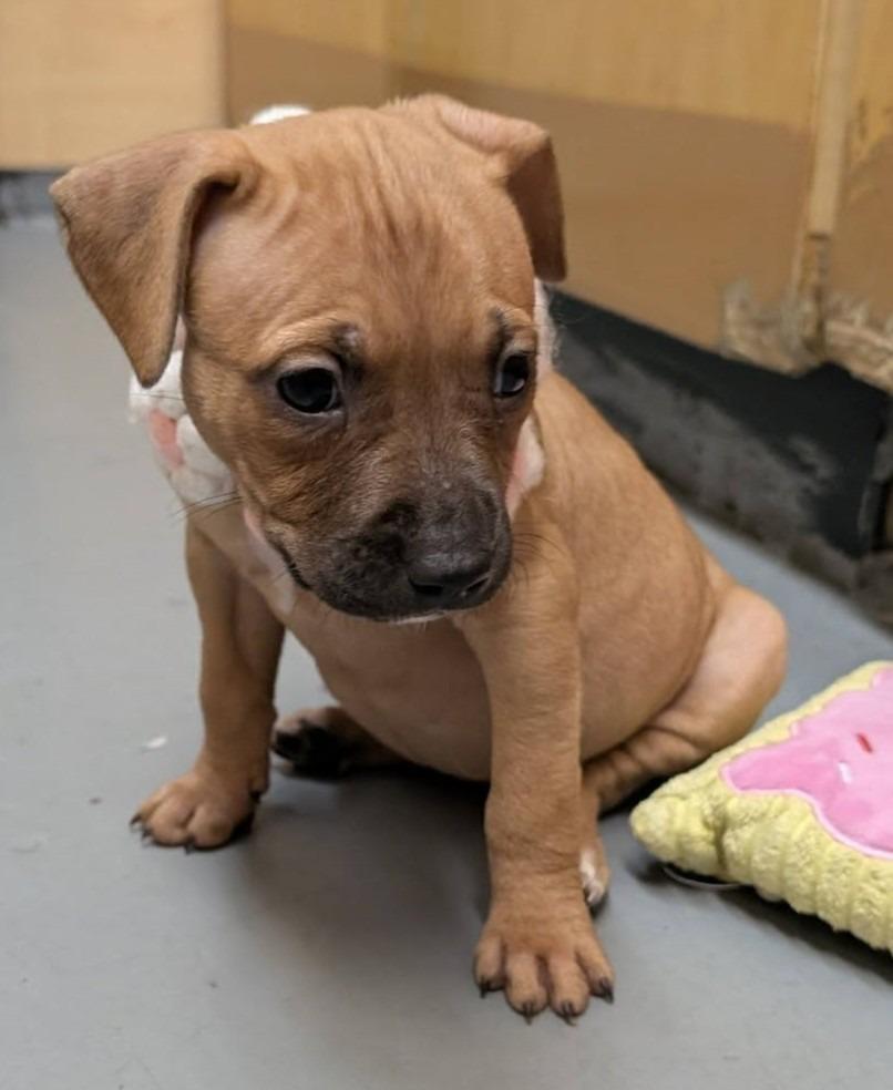 Enlarge Visalia, a Adoptable mixed breed in Warren, MI image 2/6