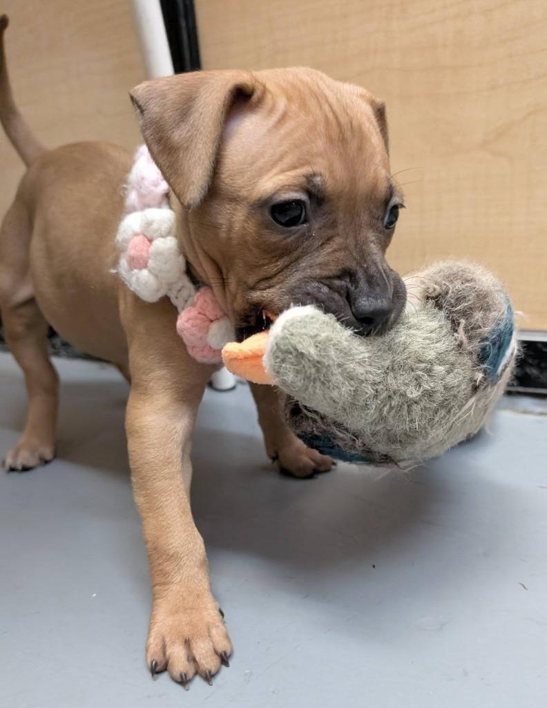 Enlarge Visalia, a Adoptable mixed breed in Warren, MI image 3/6
