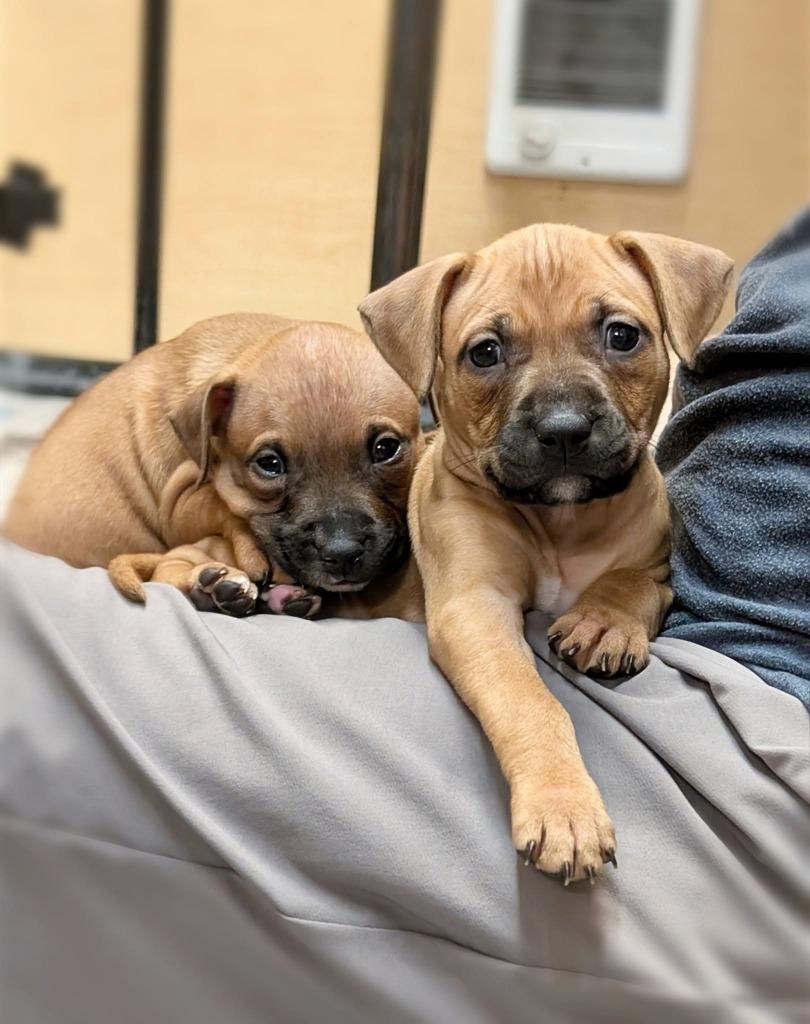 Enlarge Visalia, a Adoptable mixed breed in Warren, MI image 4/6