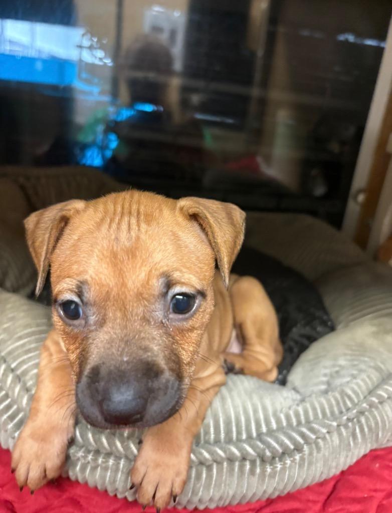 Enlarge Visalia, a Adoptable mixed breed in Warren, MI image 5/6