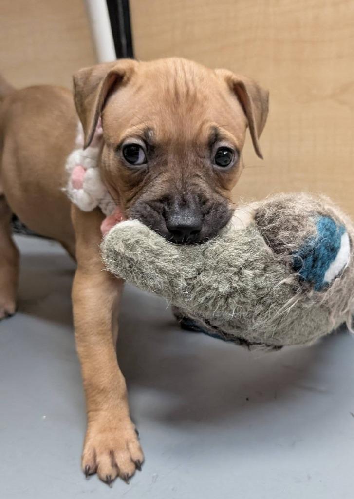 Enlarge Visalia, a Adoptable mixed breed in Warren, MI image 6/6