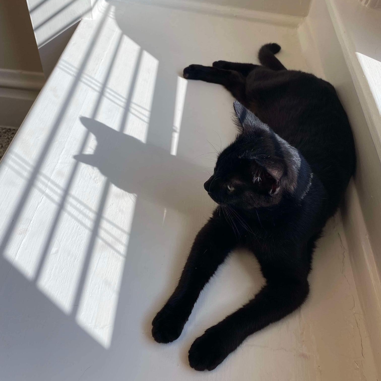 Enlarge Boo Boo, a Adoptable Domestic Short Hair in North Huntingdon, PA image 2/3