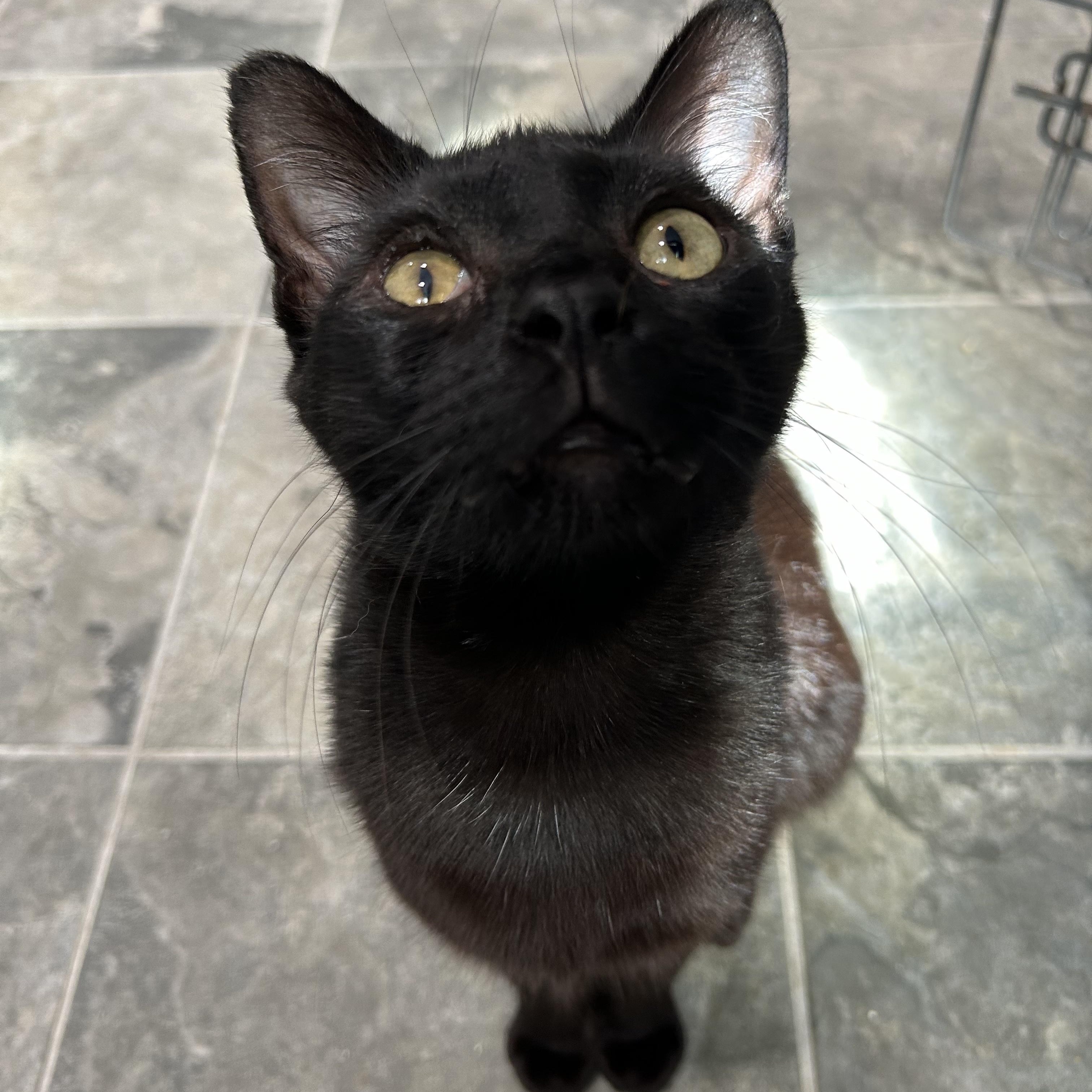 Enlarge Boo Boo, a Adoptable Domestic Short Hair in North Huntingdon, PA image 1/3