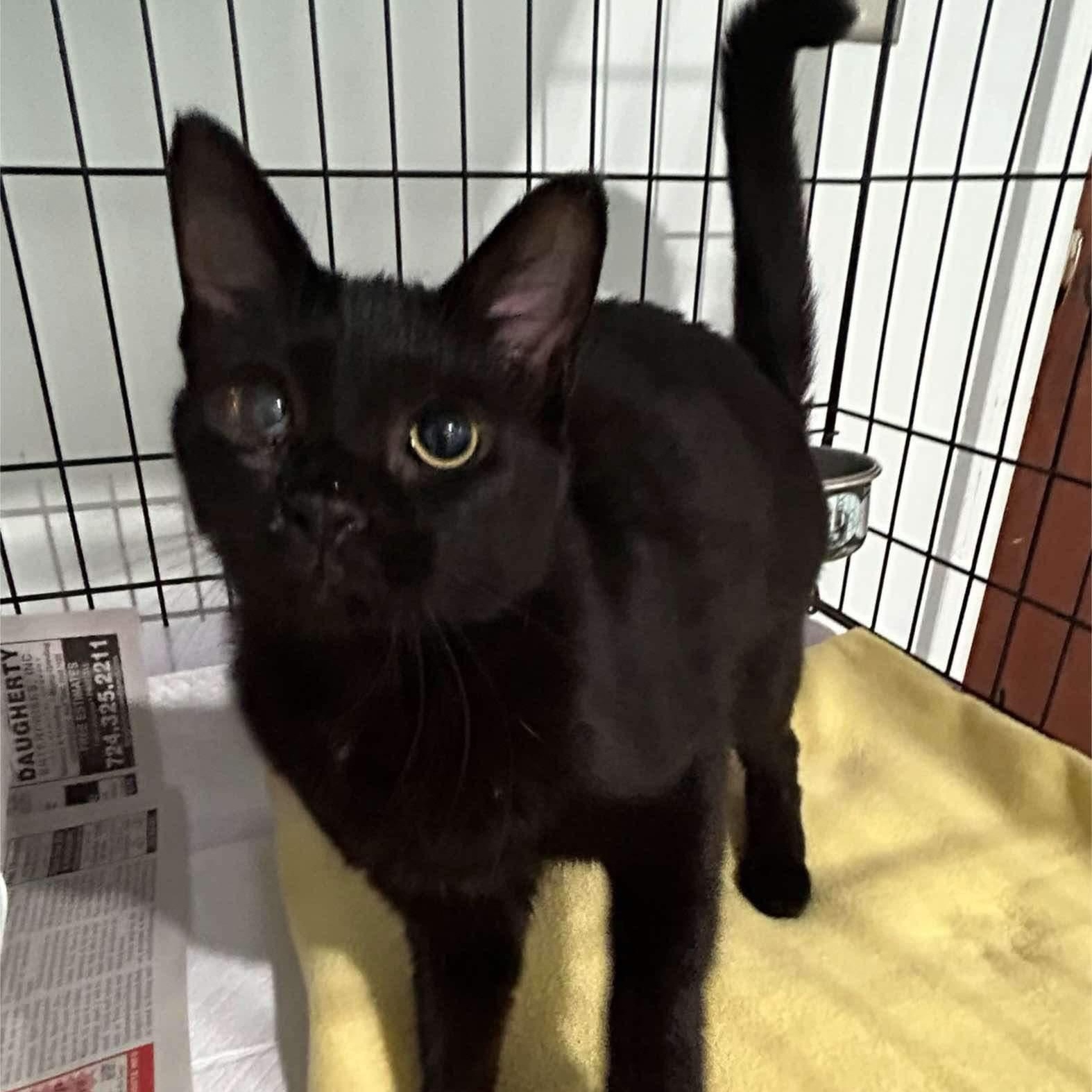 Enlarge Boo Boo, a Adoptable Domestic Short Hair in North Huntingdon, PA image 3/3