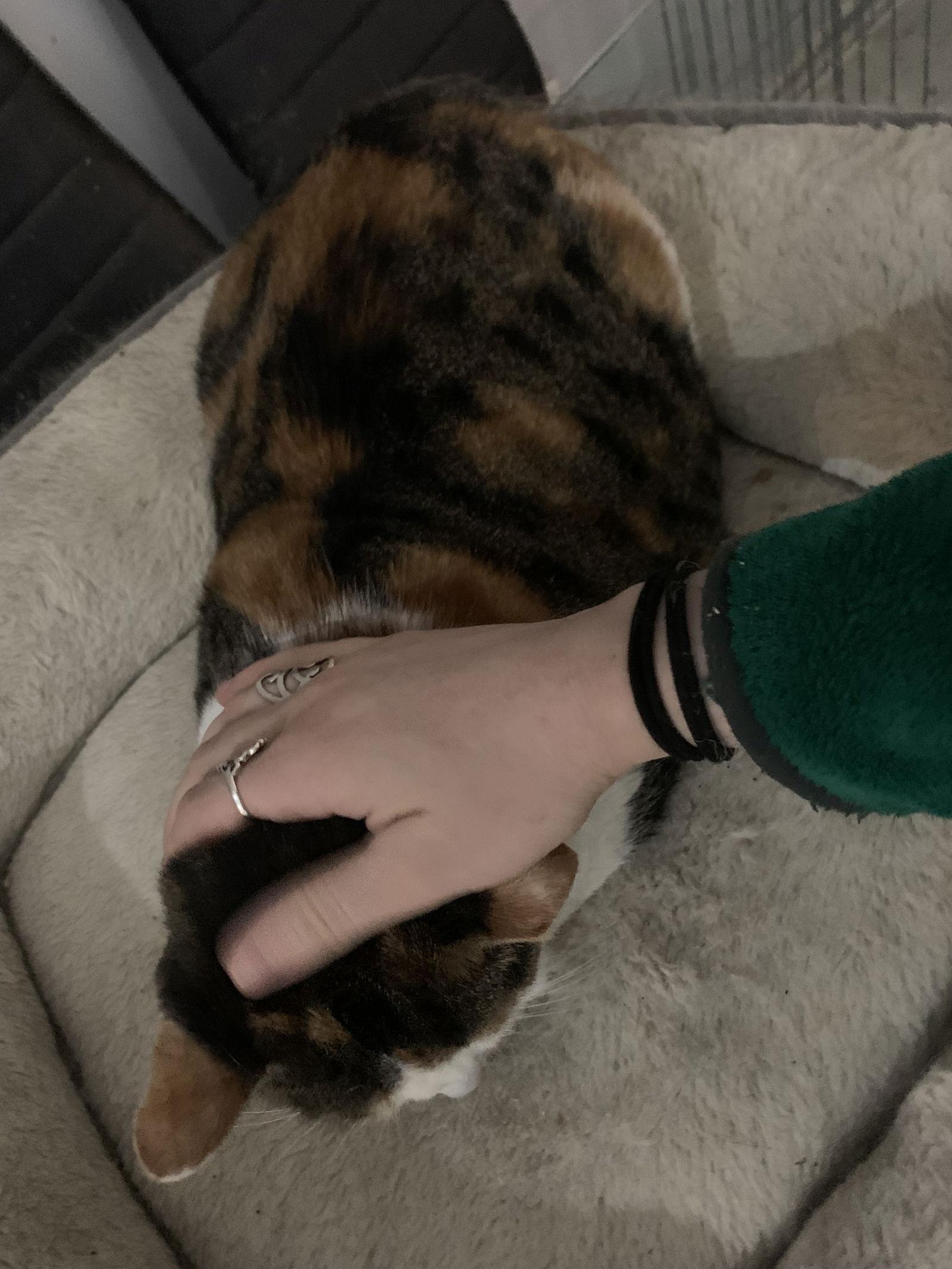 Enlarge Miss Bean, a Adoptable Domestic Short Hair in Brooklyn, NY image 2/2