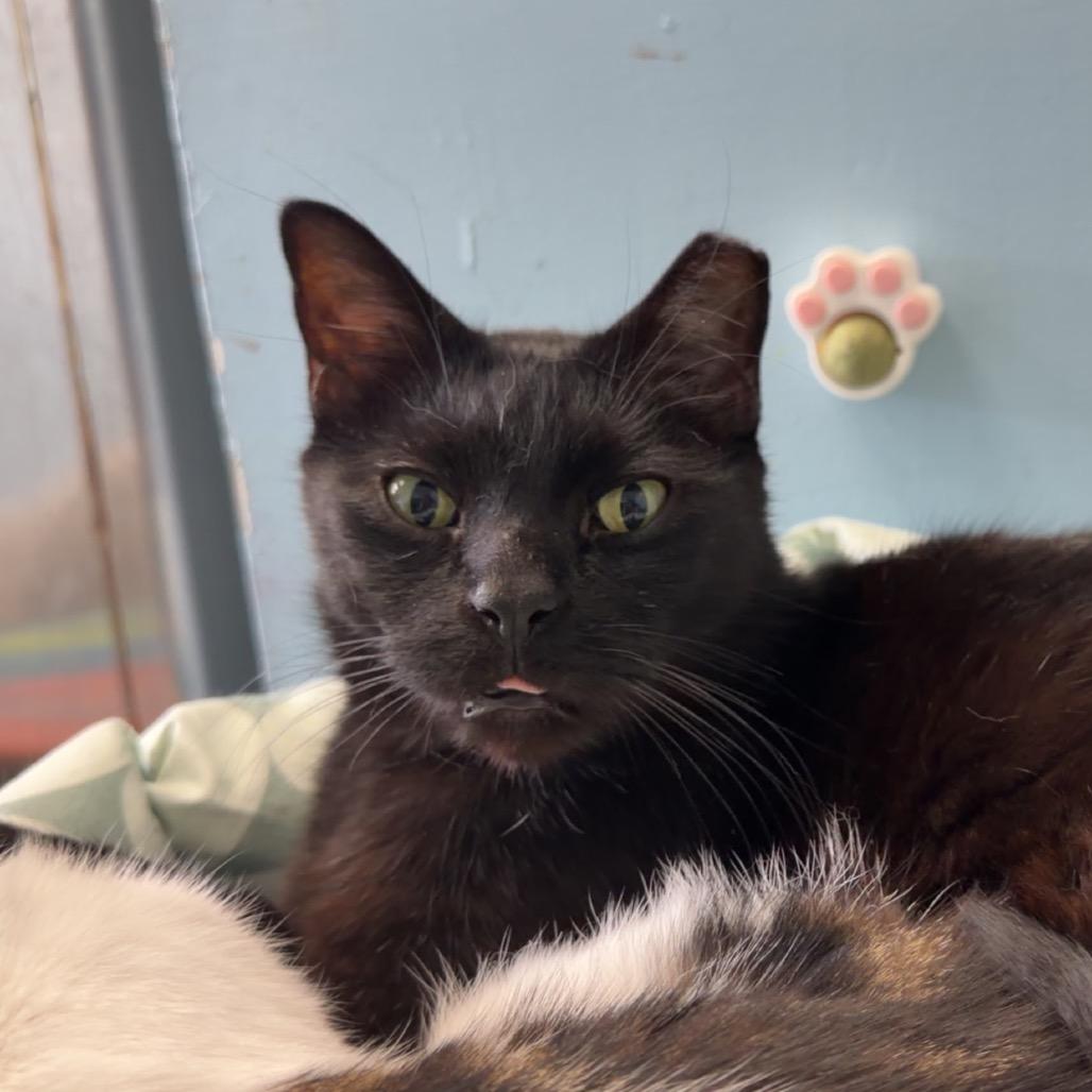 sponge, Adoptable, Adult Male Domestic Short Hair.