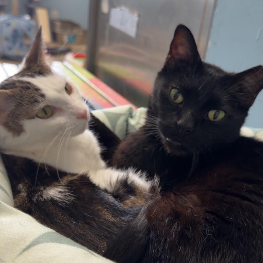 Enlarge sponge, a Adoptable Domestic Short Hair in Henderson, KY image 2/4