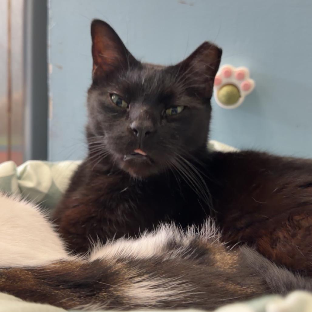 Enlarge sponge, a Adoptable Domestic Short Hair in Henderson, KY image 3/4