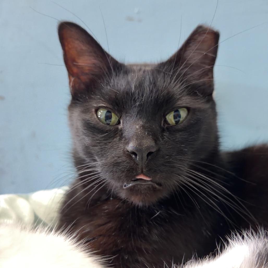 Enlarge sponge, a Adoptable Domestic Short Hair in Henderson, KY image 4/4