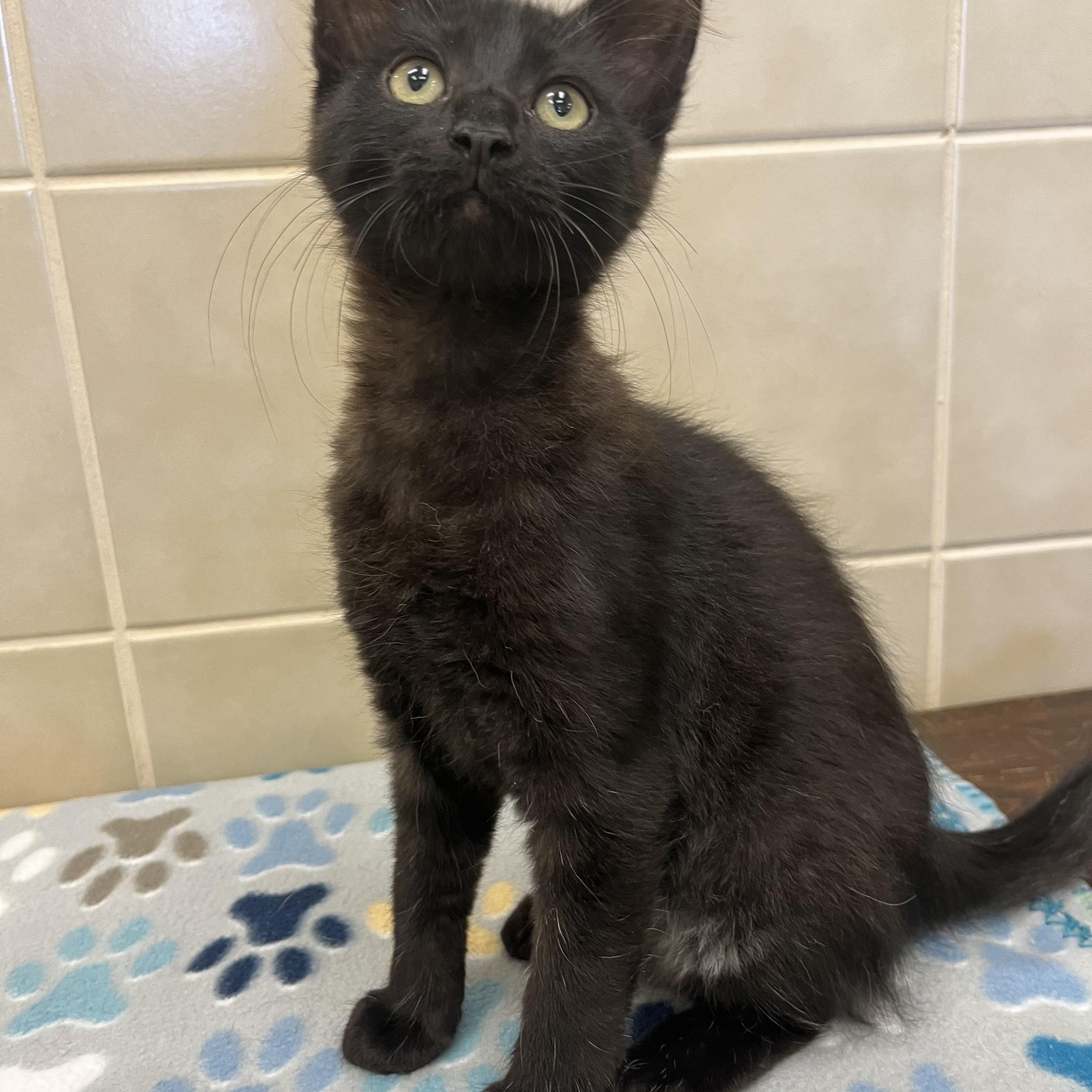 Zelda, an adopted Domestic Short Hair in Kerrville, TX_image-1