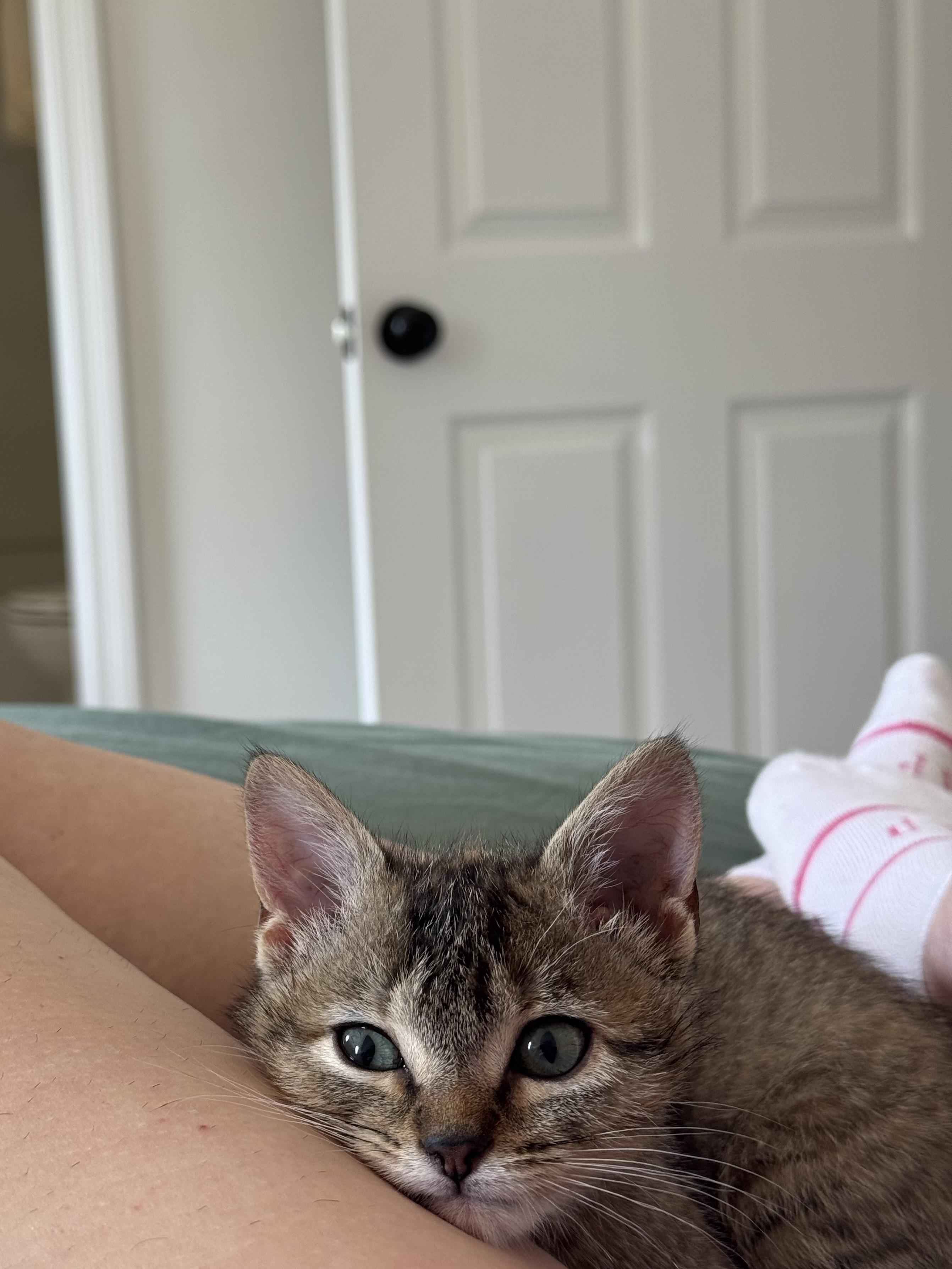 Joanne, an adopted Domestic Short Hair in Mississippi State, MS image 5/6