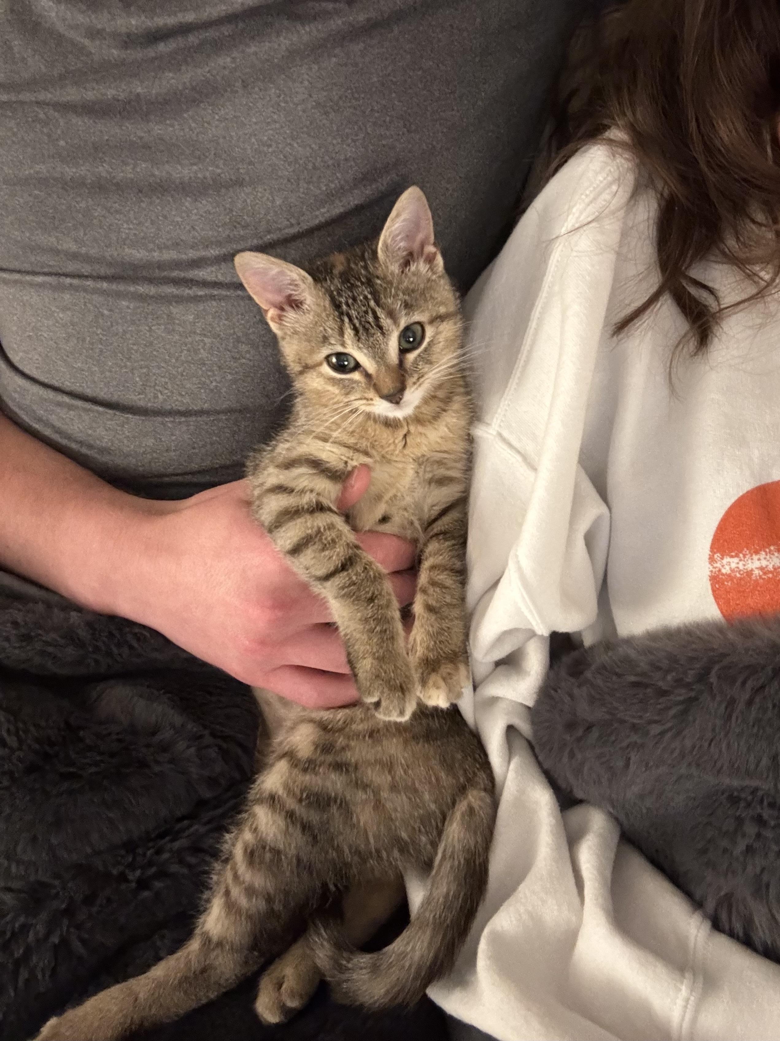 Joanne, an adopted Domestic Short Hair in Mississippi State, MS image 2/6