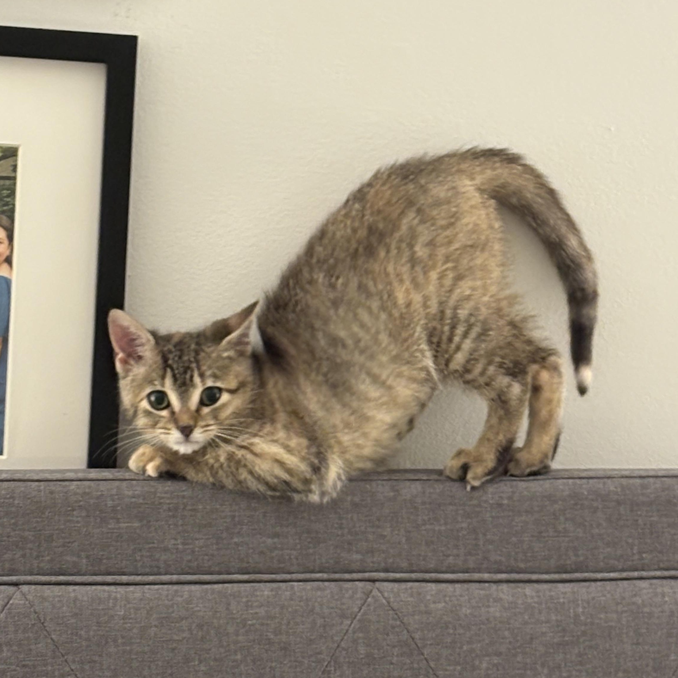Joanne, an adopted Domestic Short Hair in Mississippi State, MS image 3/6