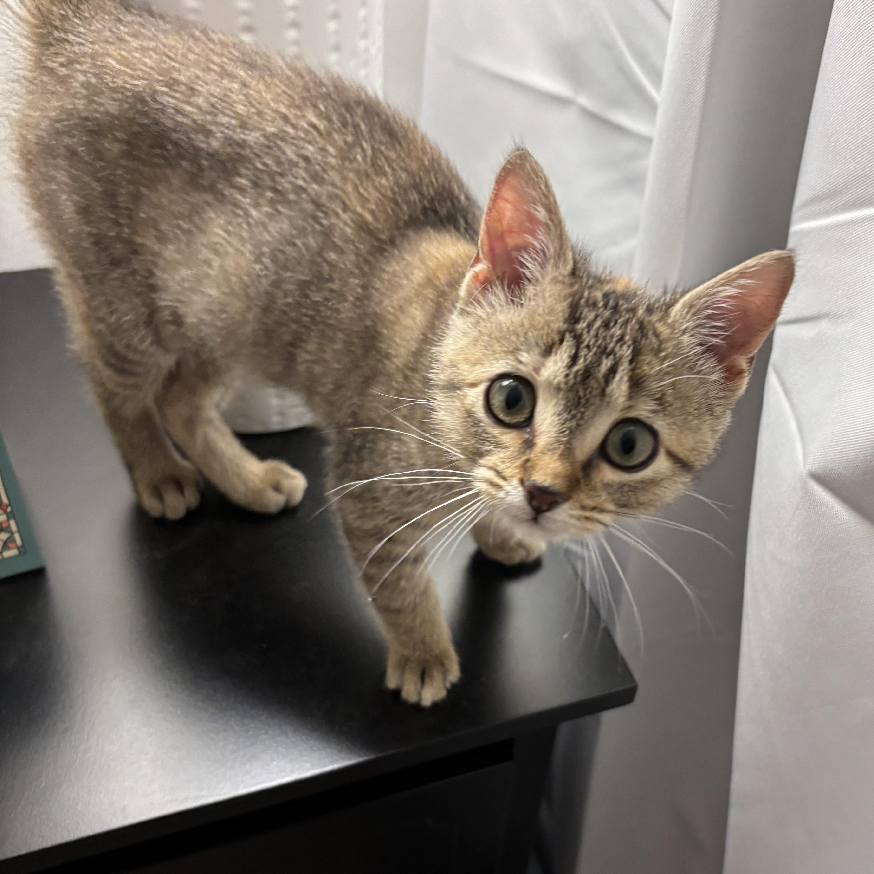 Joanne, an adopted Domestic Short Hair in Mississippi State, MS image 6/6