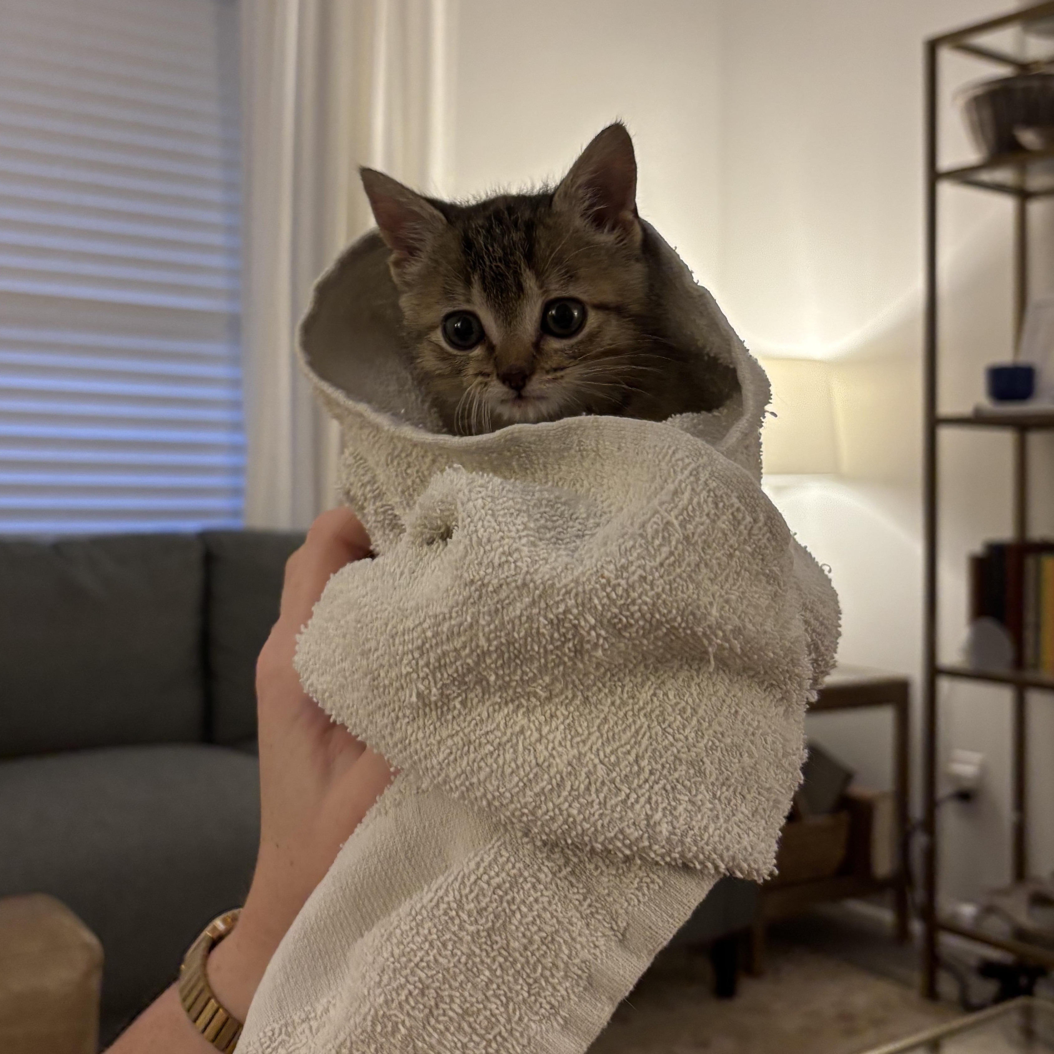 Joanne, adopted, Kitten Female Domestic Short Hair.