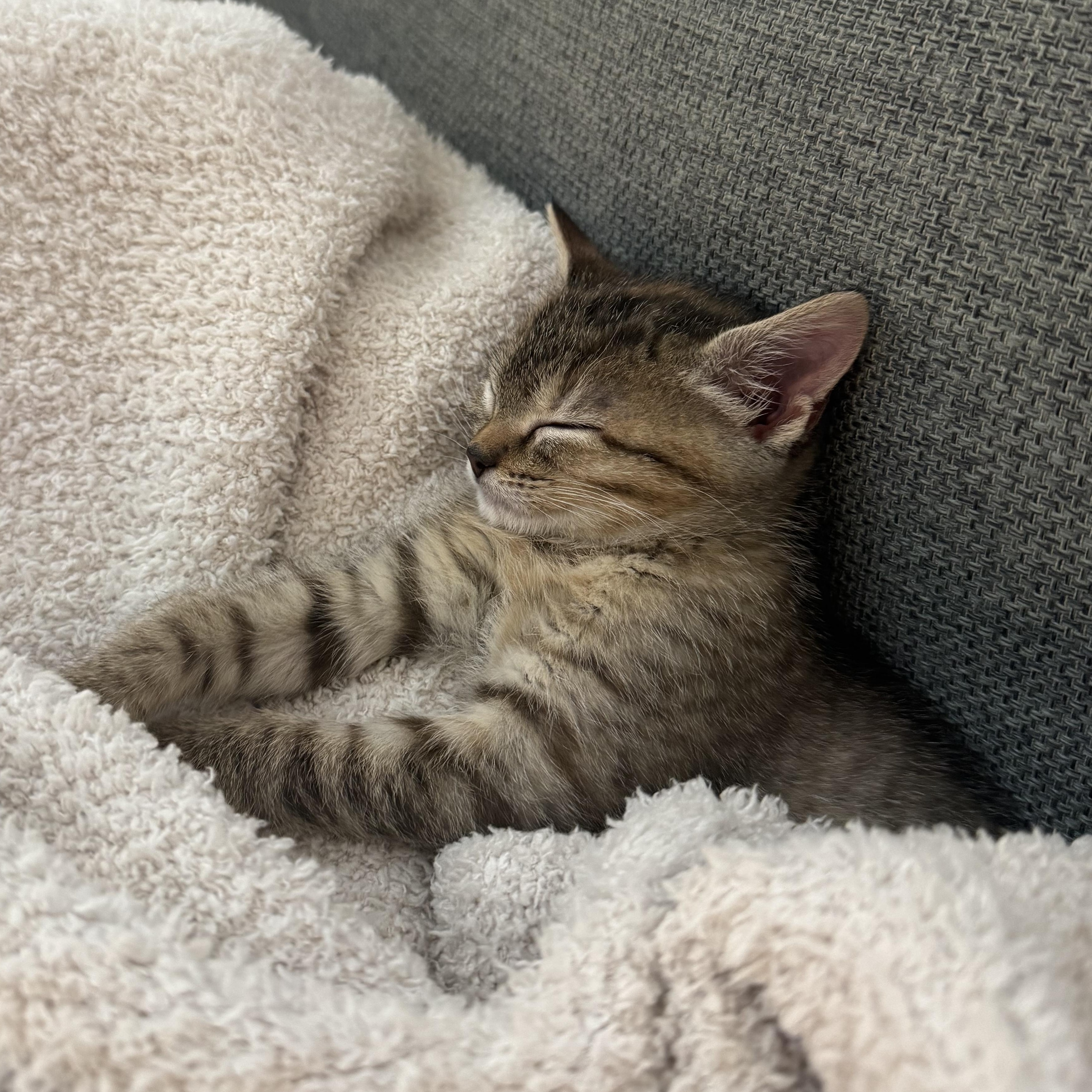 Joanne, an adopted Domestic Short Hair in Mississippi State, MS image 4/6