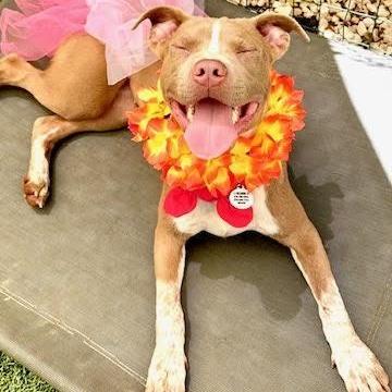 Elektra, a ADOPTABLE Pit Bull Terrier in Sun Valley, CA image 4/5