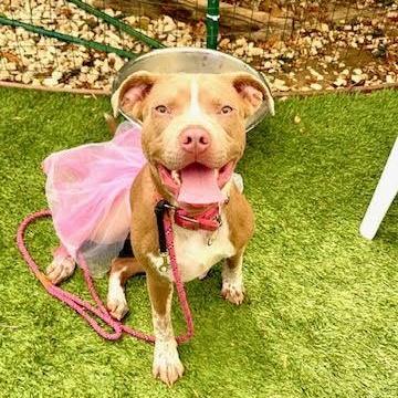Elektra, a ADOPTABLE Pit Bull Terrier in Sun Valley, CA image 2/5