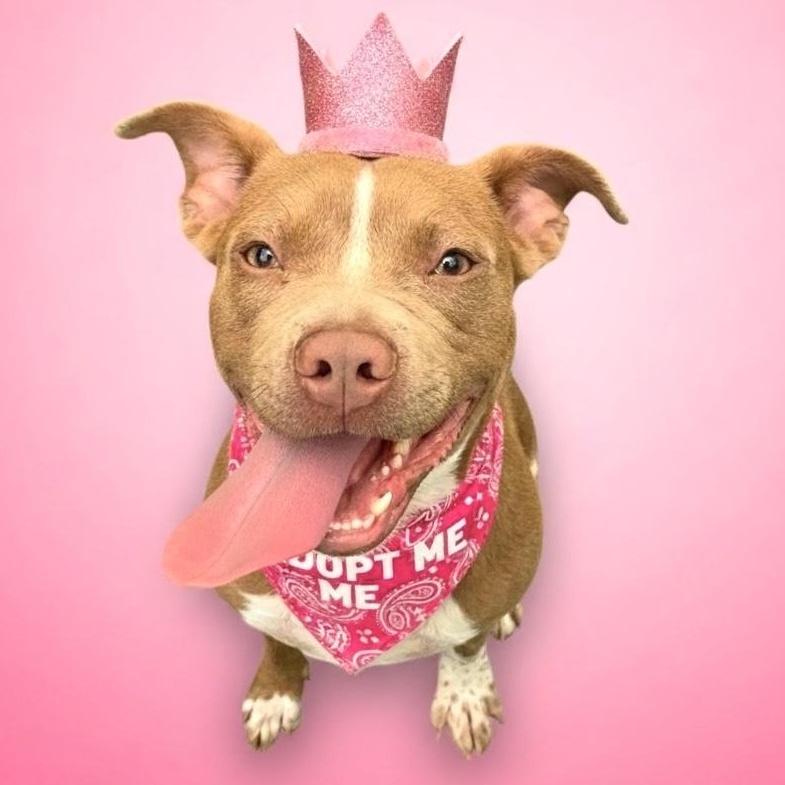 Elektra, ADOPTABLE, Young Female Pit Bull Terrier.