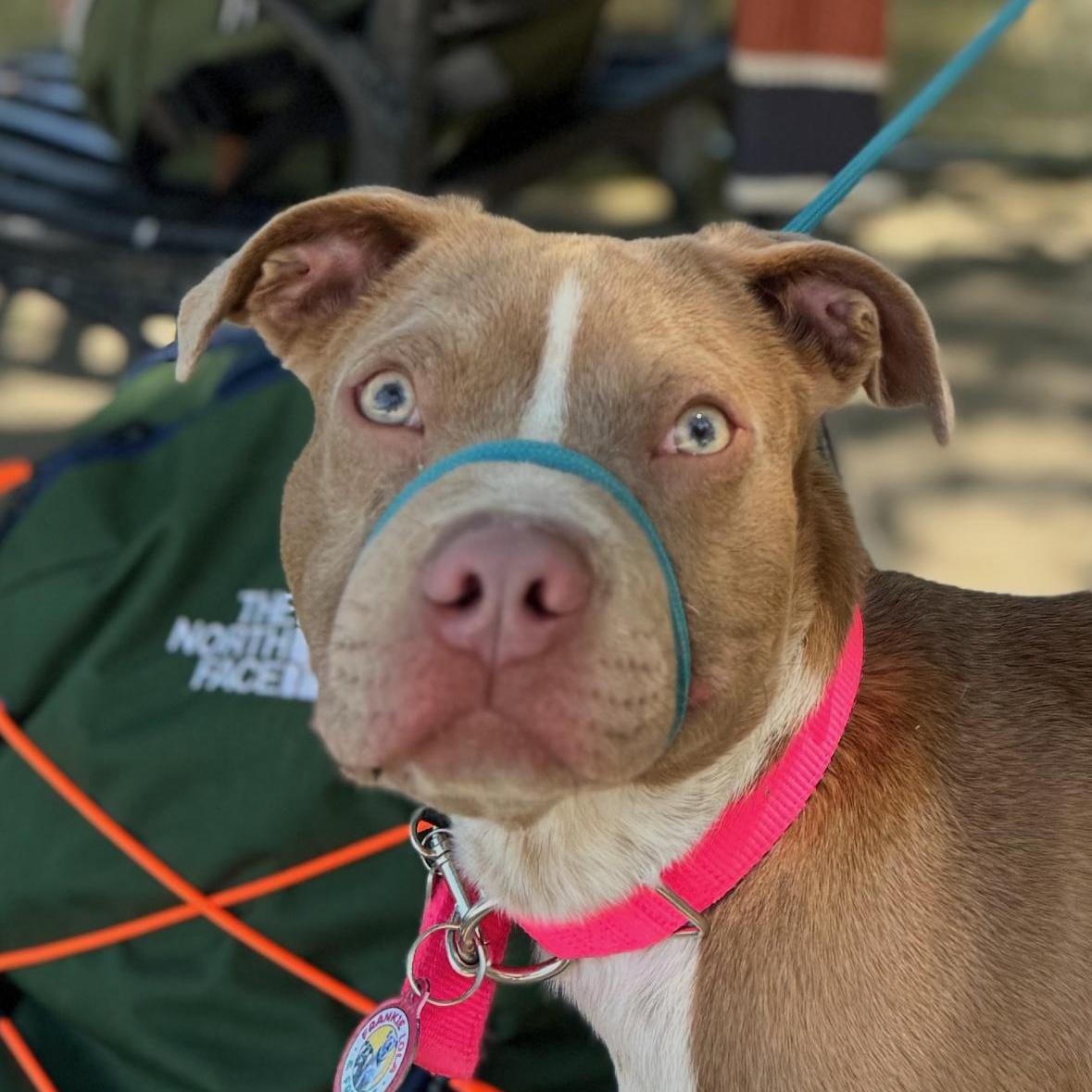 Elektra, a ADOPTABLE Pit Bull Terrier in Sun Valley, CA image 5/5