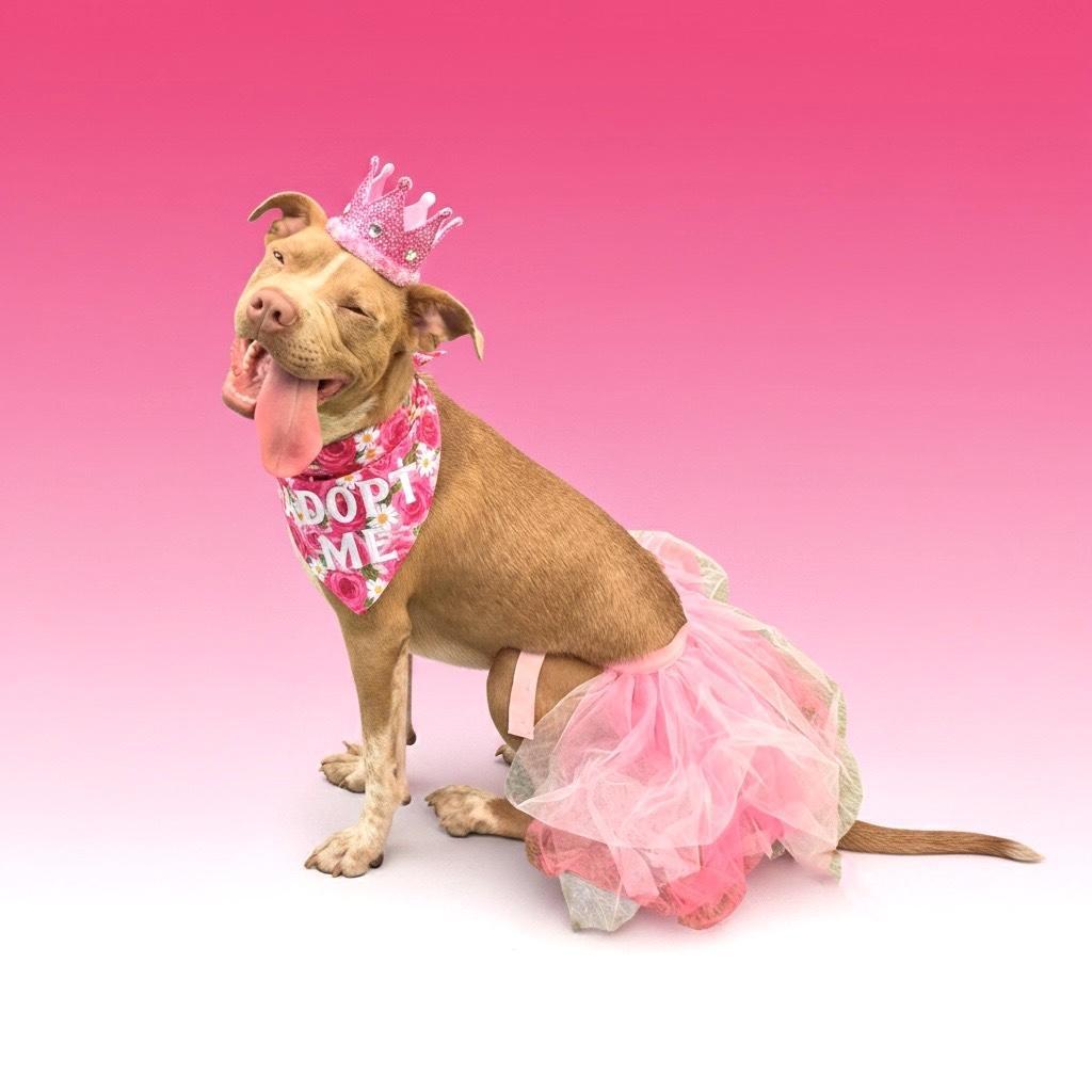 Elektra, a ADOPTABLE Pit Bull Terrier in Sun Valley, CA image 3/5