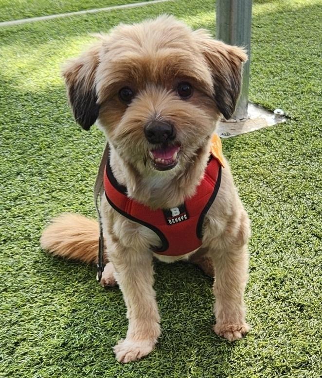 Enlarge COLA, a ADOPTABLE mixed breed in Duluth, GA image 2/6