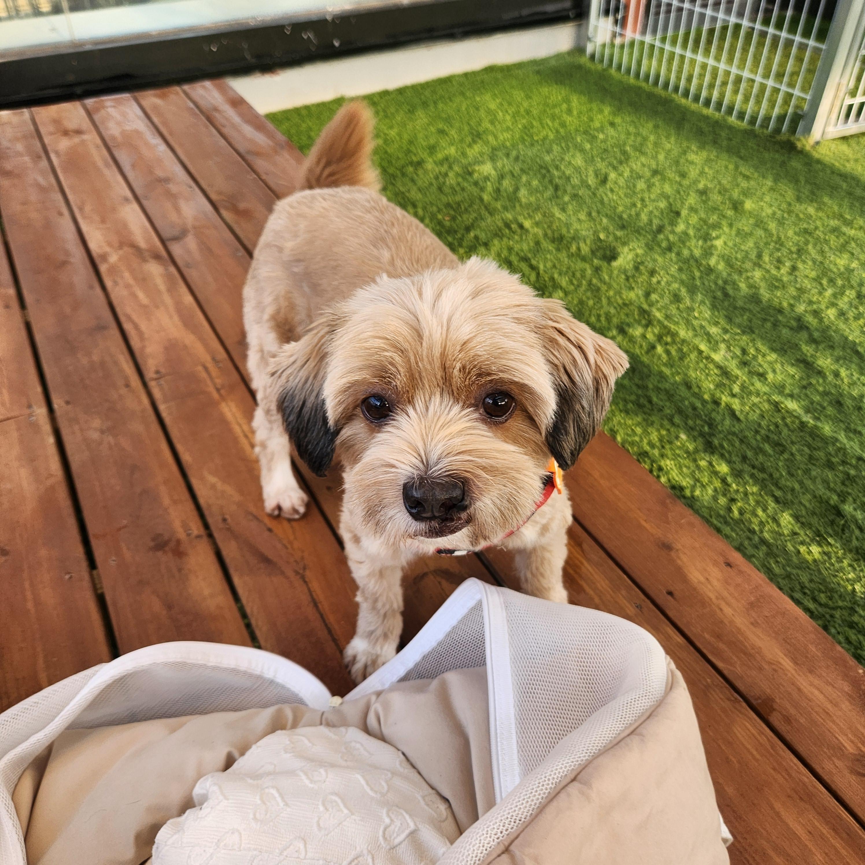 COLA, ADOPTABLE, Adult Female Maltese.