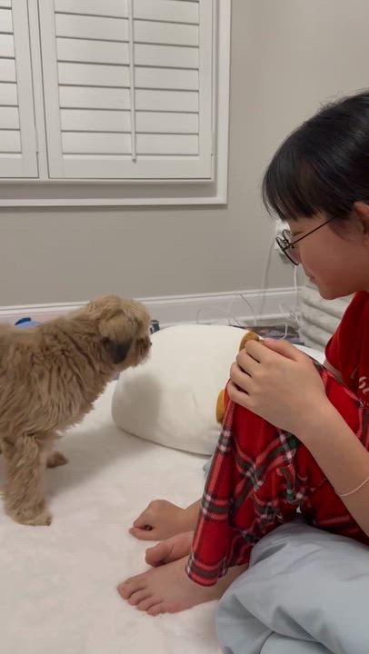 Enlarge COLA, a ADOPTABLE mixed breed in Duluth, GA video 6/6