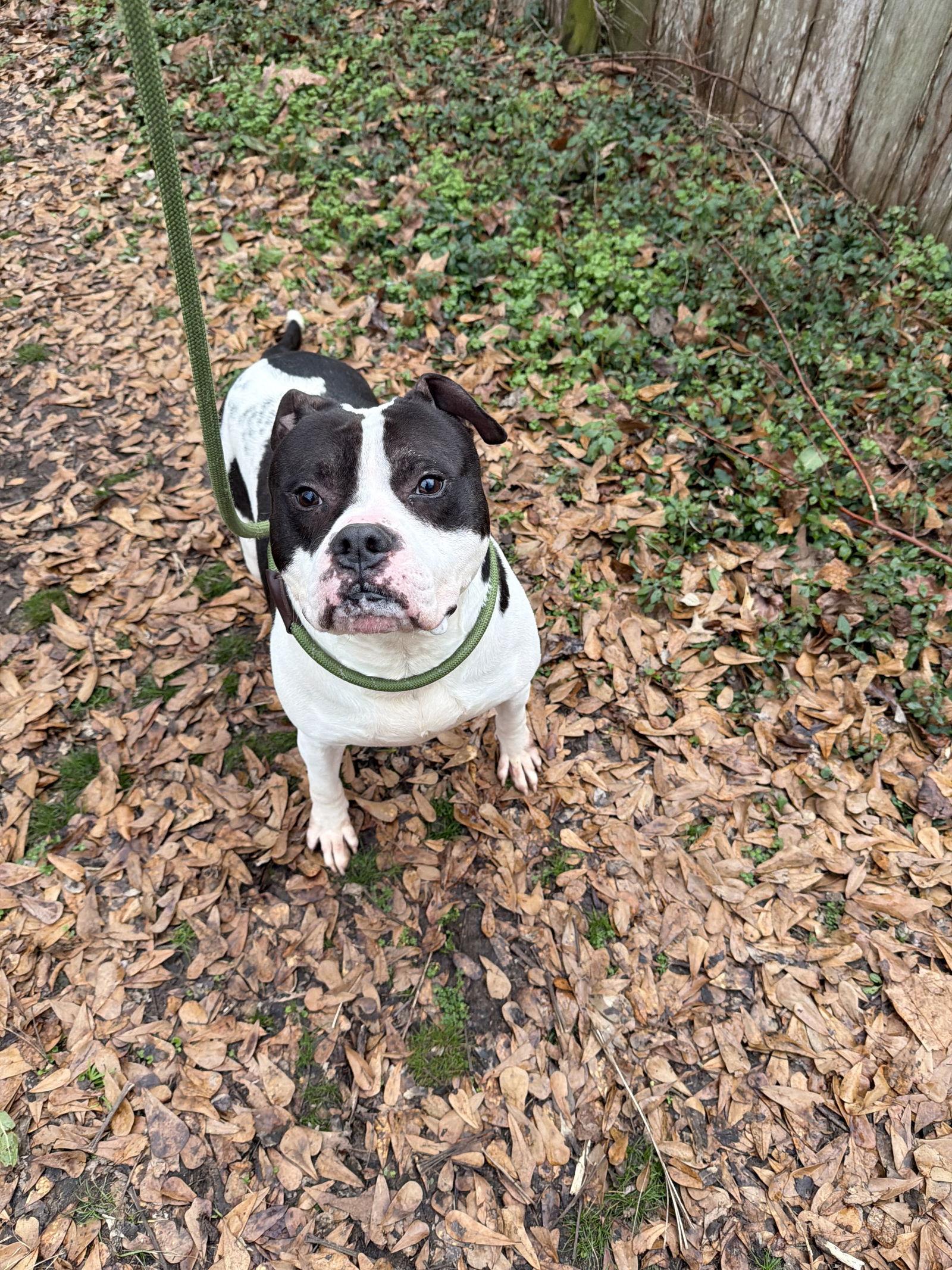 Elvis — thumbnail 2