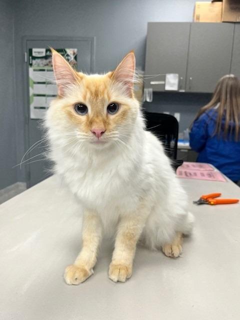 Enlarge Rafiki, an adoptable mixed breed in Tyler, TX image 3/5