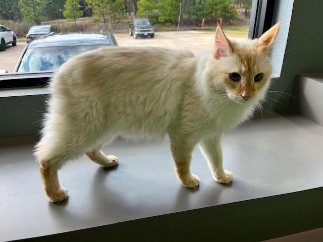 Enlarge Rafiki, an adoptable mixed breed in Tyler, TX image 5/5