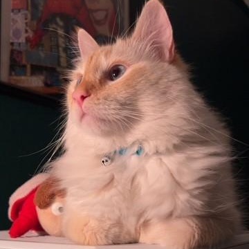 Enlarge Rafiki, an adoptable mixed breed in Tyler, TX image 1/5