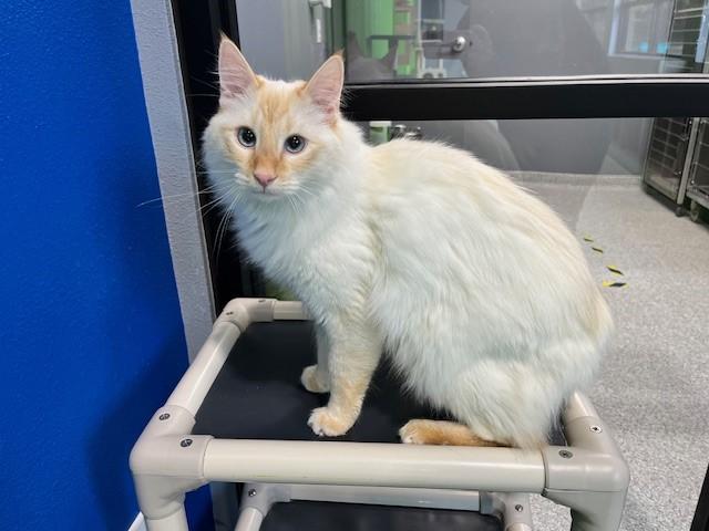 Rafiki, adoptable, Adult Male Siamese.