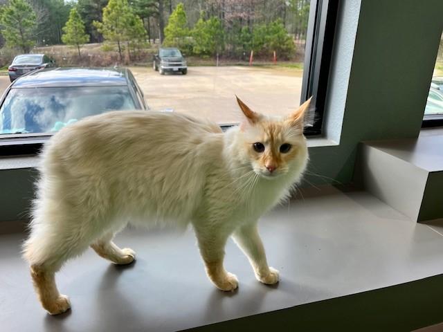 Enlarge Rafiki, an adoptable mixed breed in Tyler, TX image 2/5