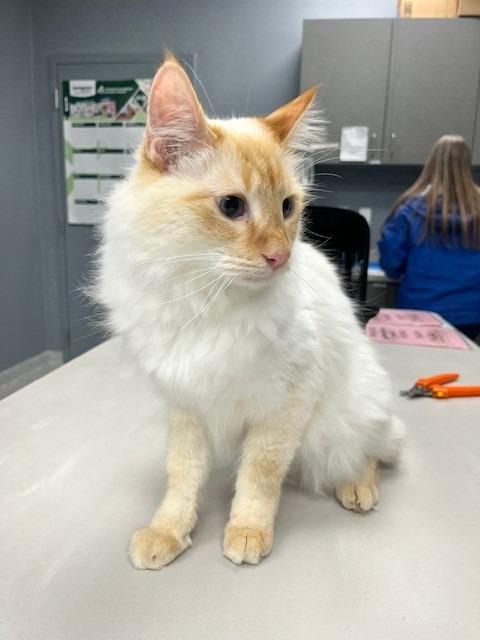 Enlarge Rafiki, an adoptable mixed breed in Tyler, TX image 4/5