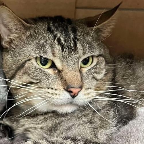 Enlarge Grumpy, a Adoptable Domestic Short Hair in Milan, IL image 1/1