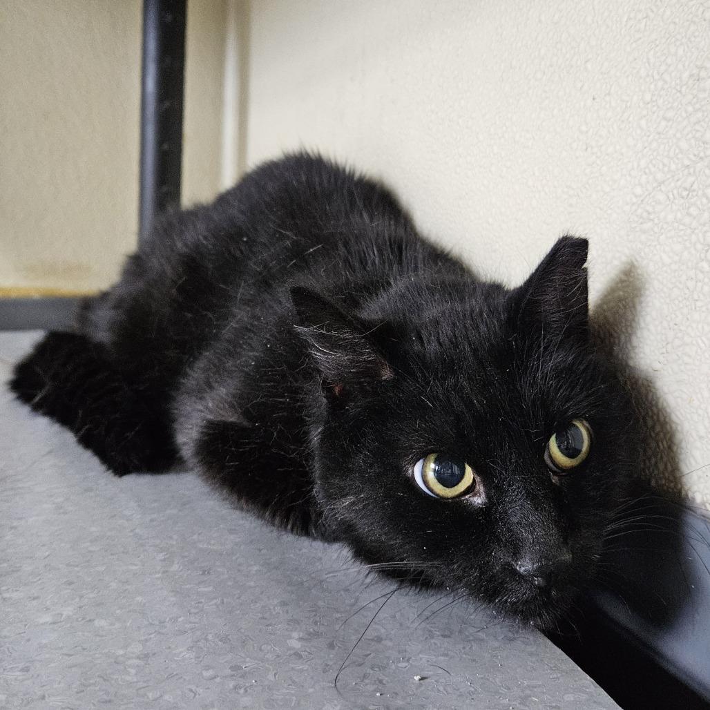 Waylon, Adoptable, Senior Male Domestic Short Hair.