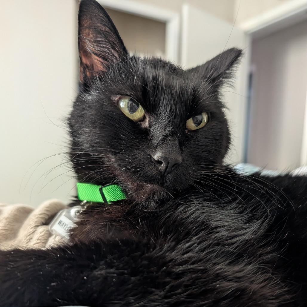 Waylon, a Adoptable Domestic Short Hair in Evansville, IN image 2/2