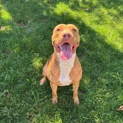 Enlarge Pookie, an adoptable American Bulldog in Mississauga, ON image 1/6