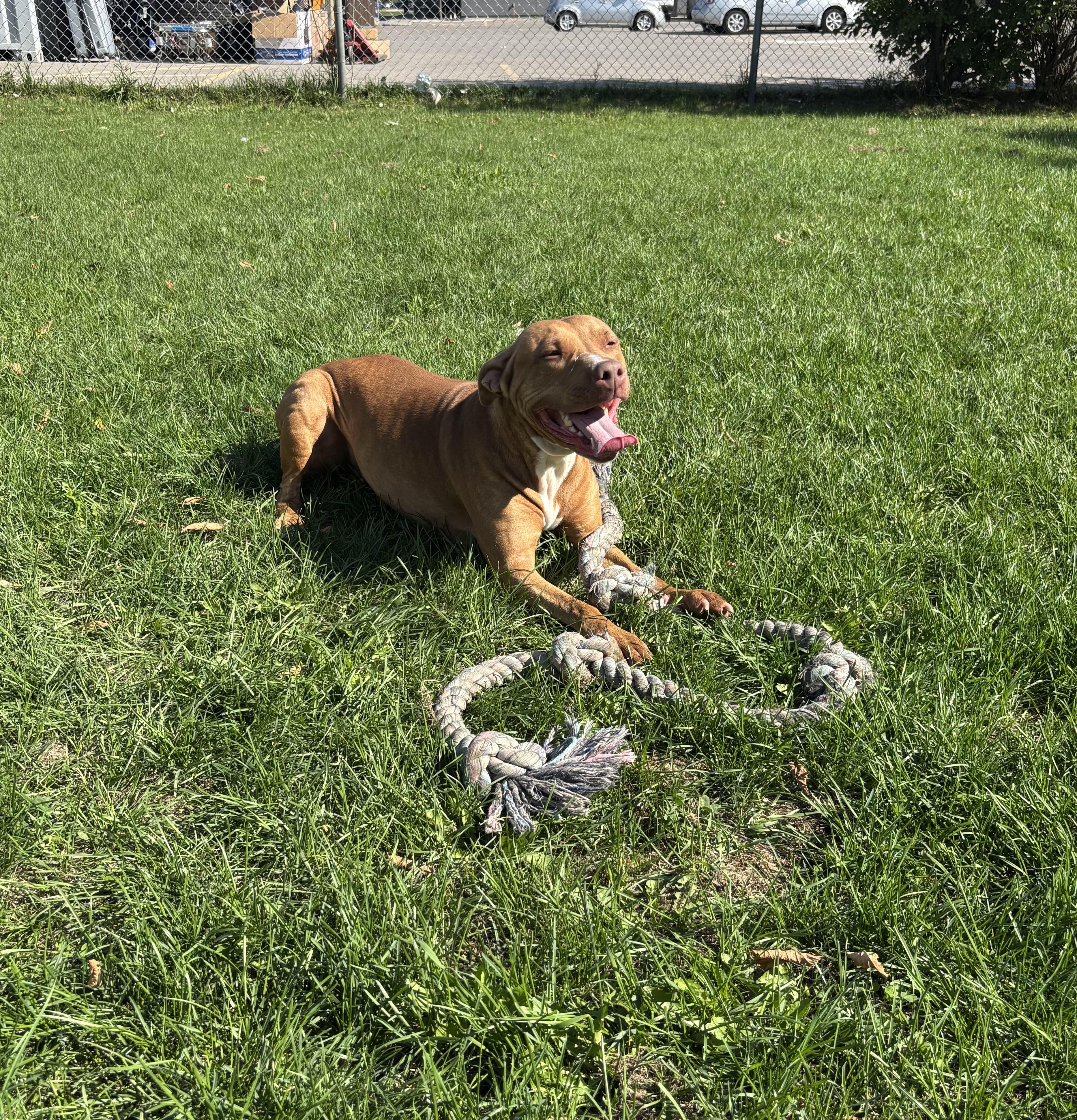 Enlarge Pookie, an adoptable American Bulldog in Mississauga, ON image 4/4